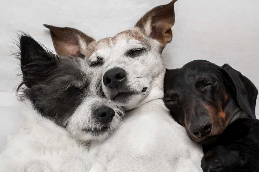 Three Homeless Dogs Find Comfort in Shelter, Seeking Adoption