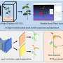 Eff-3DPSeg, 3D Organ-Level Plant Shoot Segmentation Using Deep Learning